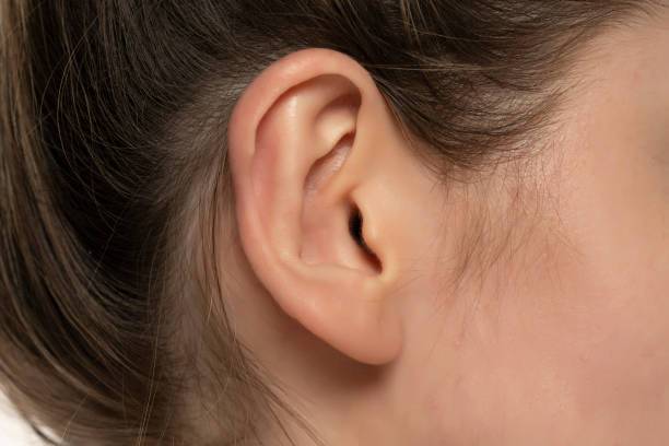 Coiffe Une Oreille Et Rênes Fendues Lestées 8' - Cuir Hot Oil, Neuve