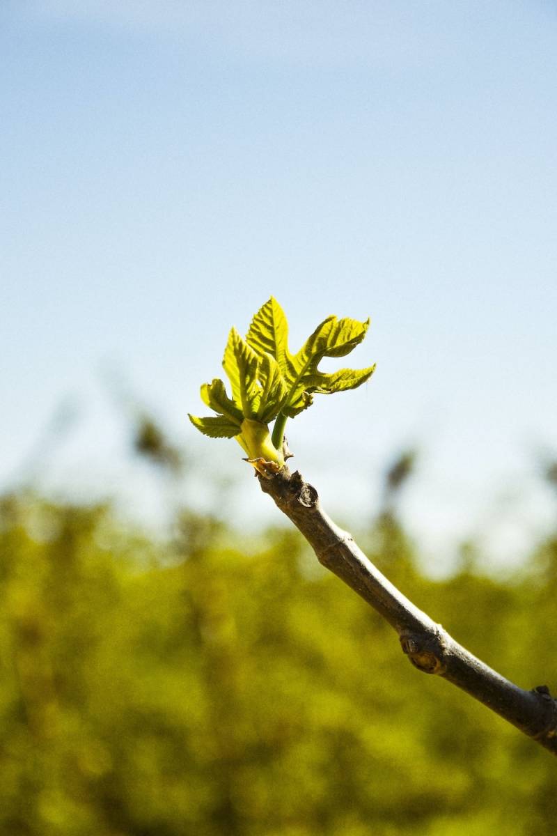 Le gemmothérapie, dite médecine des bourgeons, un outil de choix pour le naturopathe