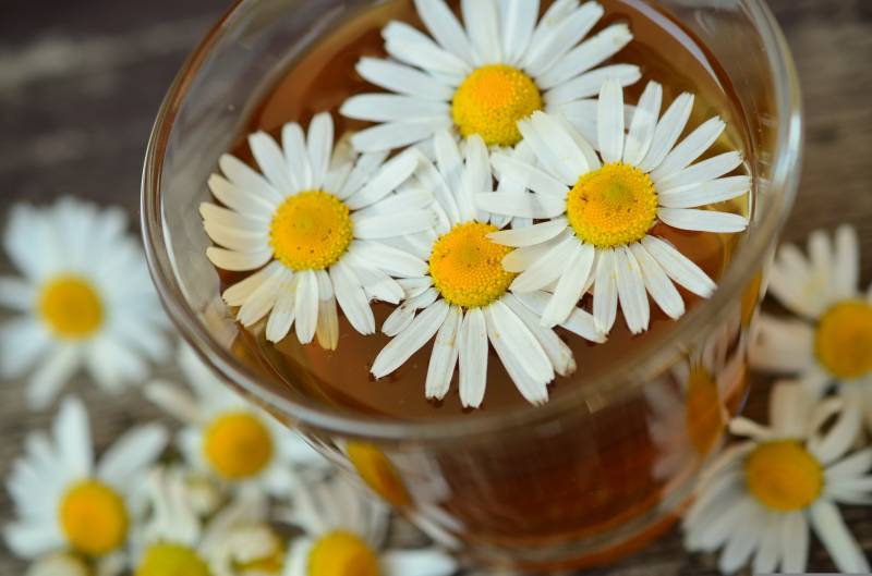 Qui peut se dire naturopathe ?  Détails sur la profession, les formations, les compétences et le cadre légal