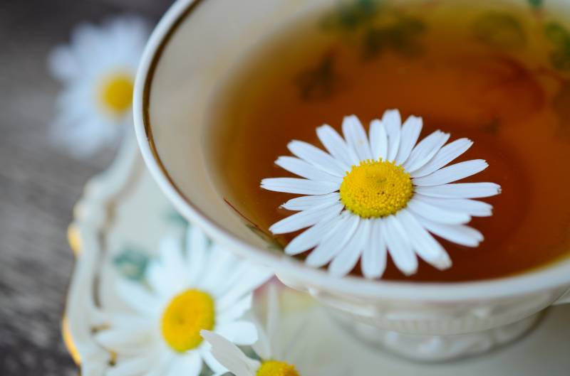 La naturopathie en 2026 : comment en vivre et réussir sa reconversion