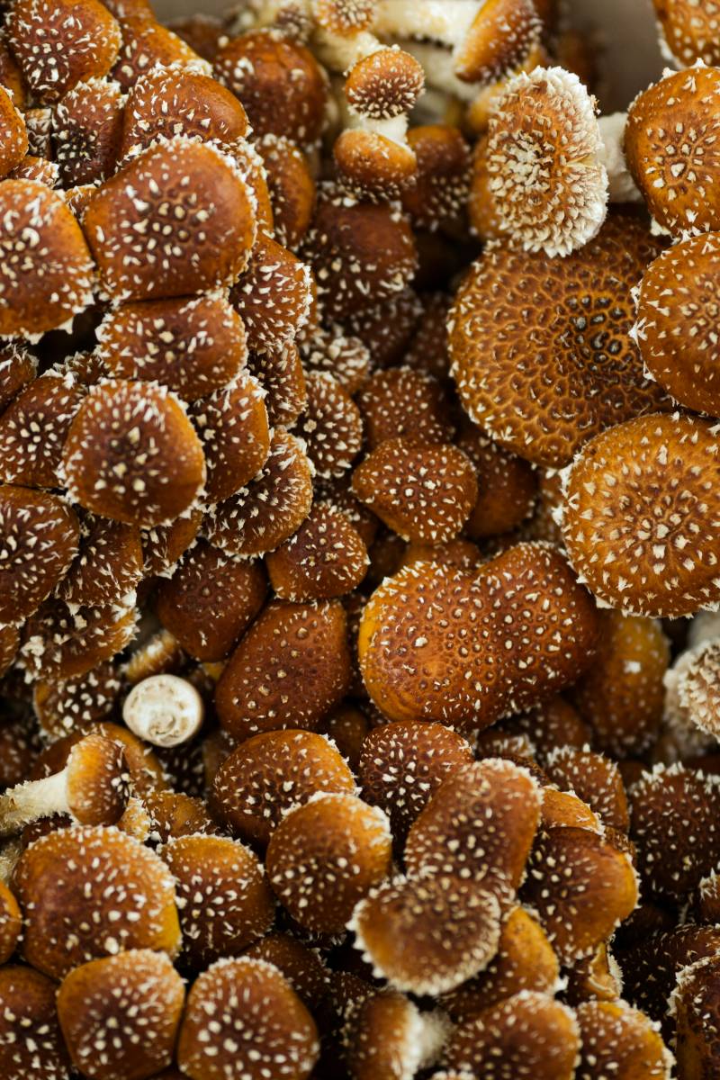 Introduction à la Mycothérapie et 3 conseils pour bien choisir ses extraits de champignons médicinaux