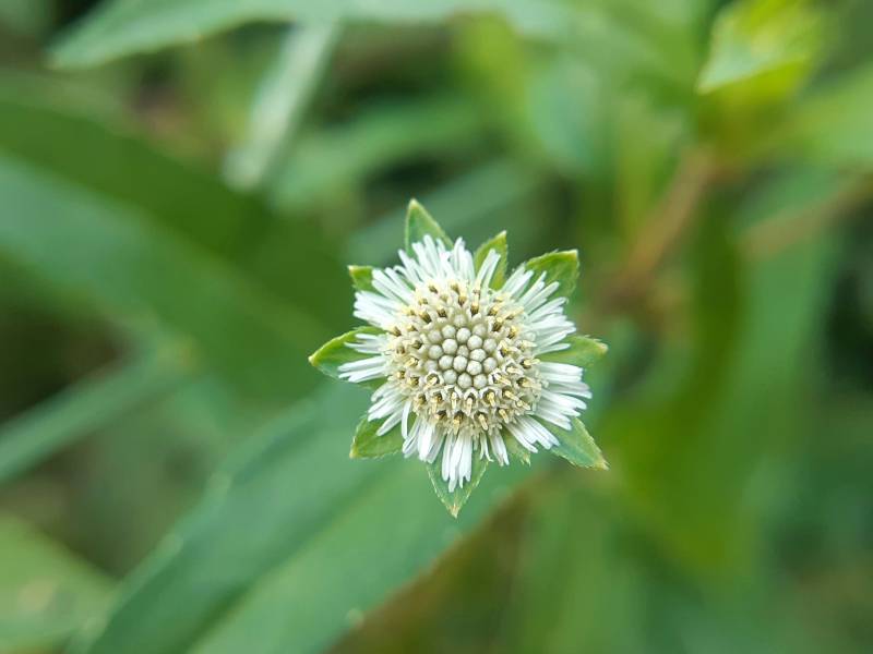 L'homéopathie, un traitement naturel à base de dilutions infinitésimales développé en Allemagne